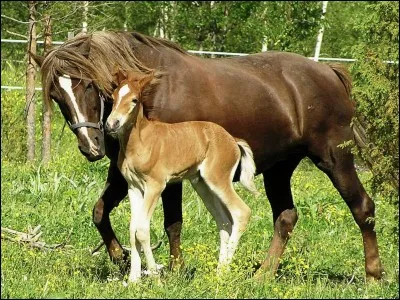 Comment s'appelle la femelle du cheval ?