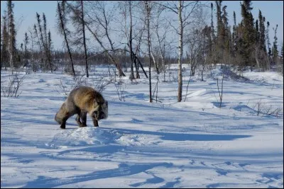 Qui a écrit "Le chant du Grand Nord" ?