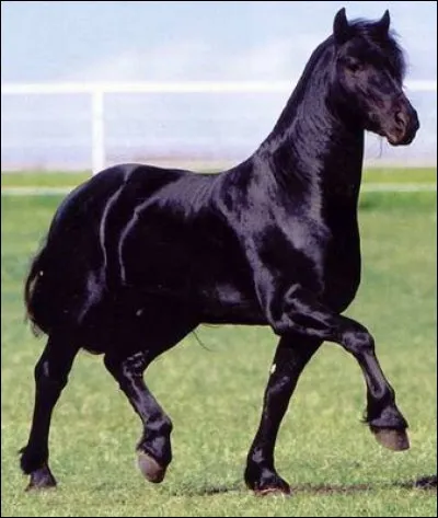 Un cheval zain c'est :