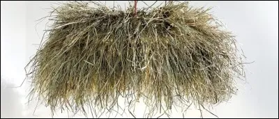 Que ne mange pas le cheval ?