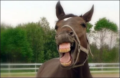 Combien le cheval a-t-il de dents ?