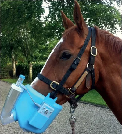 Quelle plante est dangereuse pour les chevaux ?