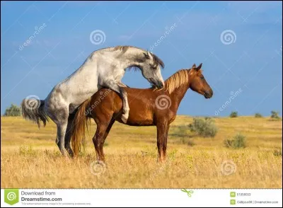 Pourquoi dois-tu changer régulièrement de bipède diagonal au trot enlevé ?