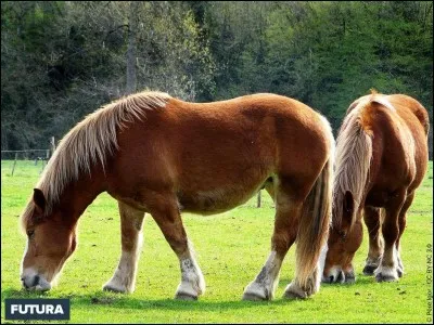 Les chevaux sont...