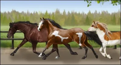 Les muserolles croisées sont...