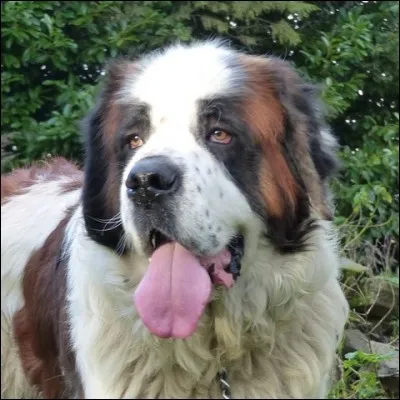 Dans ce même film, quelle est la race du chien ?