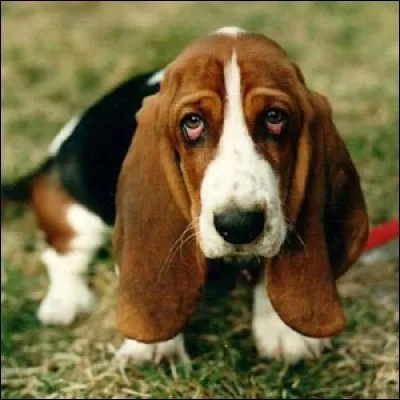 Qui chantait "Le chien s'est redressé quand l'homme a enfilé sa veste" ?