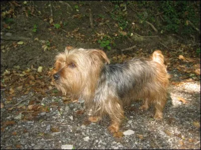 De quelle race était mon chien ?