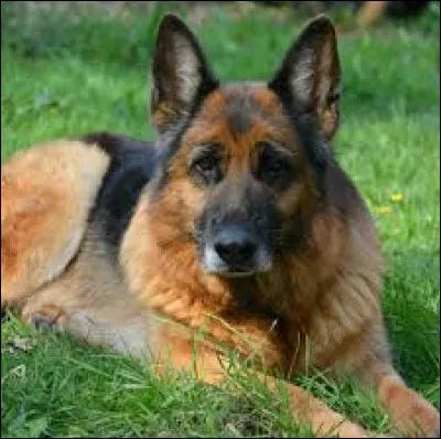 Comment se nommait "Le chien d'une vie" de Jean Pierre Hutin ?