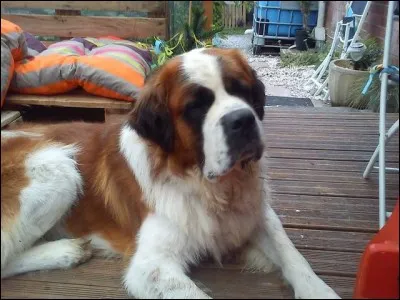 De quel compositeur ce chien porte-t-il le nom dans ce film ?