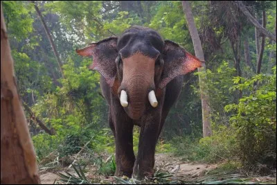 De quel continent est-il ?