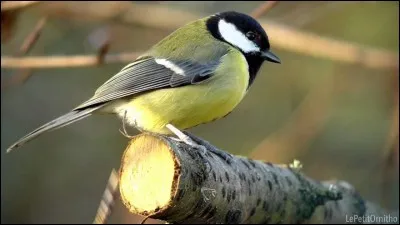 Vole vole petit/e...