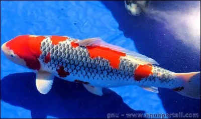 Quel poisson est-ce ?