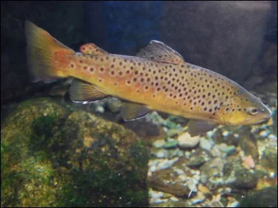 Quel salmonidé est-ce ?