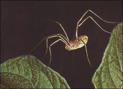 Quelle est cette araignée ?