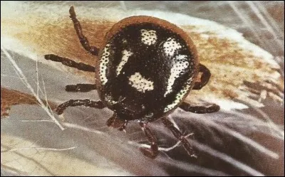 Sous quel nom est plus connu l'ixode ?