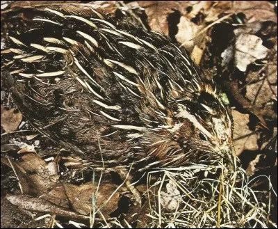 Quel est cet oiseau ?