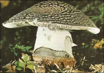 Ce champignon est une amanite...
