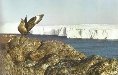 Cet oiseau de l'Arctique est un...