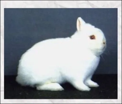 Quelle est cette race de lapin ?