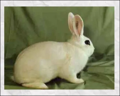 Quelle est cette race de lapin ?