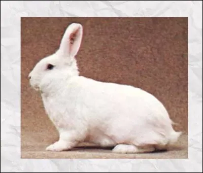 Quelle est cette race de lapin ?