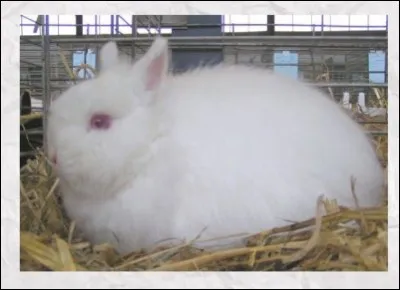 Quelle est cette race de lapin ?