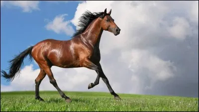 De quelle robe est le cheval présenté sur la photo ?