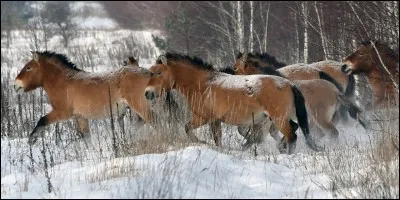 Comment définit-on l'âge d'un cheval ?