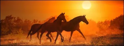 Où vivent les chevaux sauvages ?