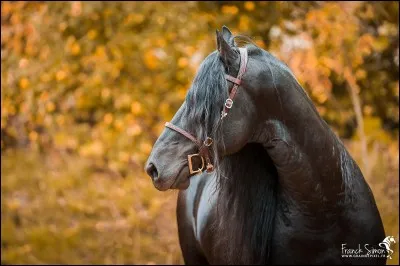 Pourquoi se met-on en équilibre pendant un saut ?