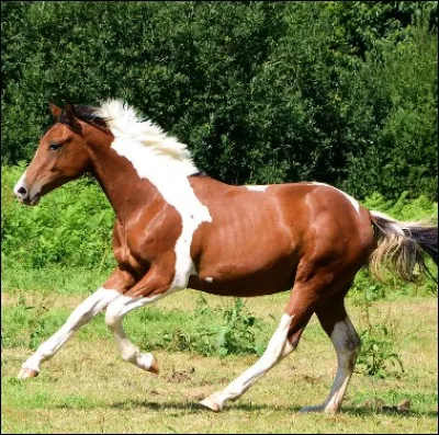 Quelle est cette robe ?