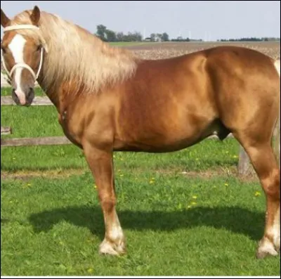 Quelle est cette robe ?