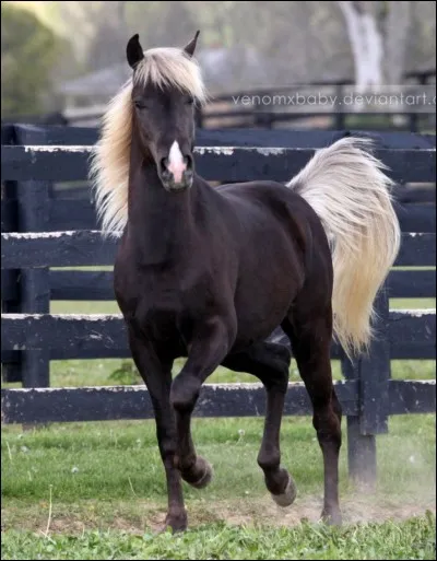 De quelle couleur est la robe de ce cheval ?