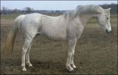 Quelle est la couleur de sa robe ?