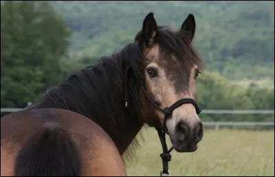 Quelle est la couleur de sa robe ?