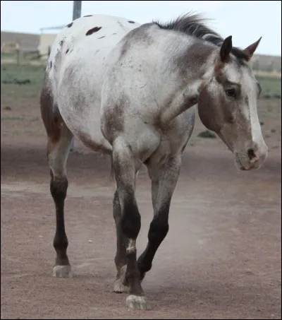 Quelle robe a ce cheval ?