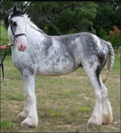 Quelle est cette robe ?