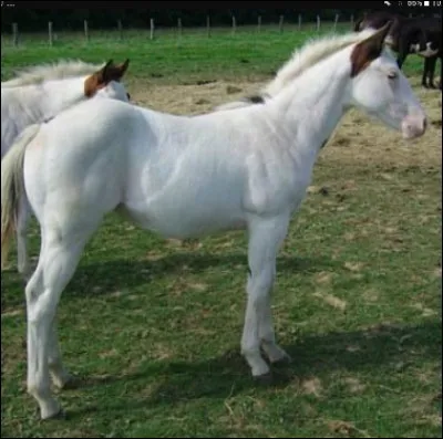 Quelle est cette robe ?