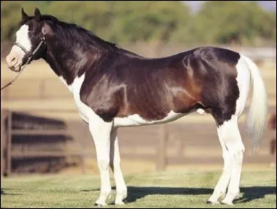 Quelle est cette robe ?