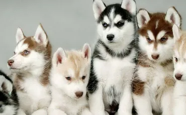 Quiz Races de chiens