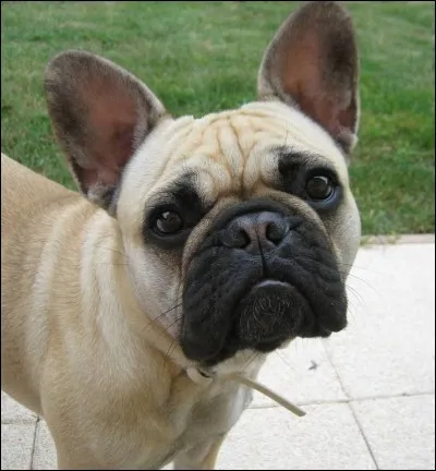 Quelle est cette race de chien ?