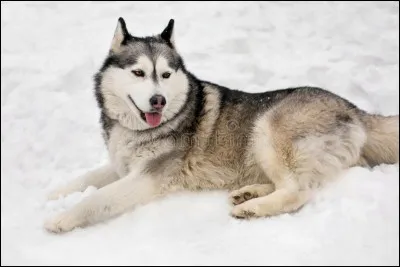 Quelle est cette race de chien ?