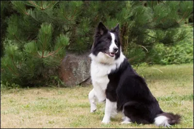 Quelle est cette race de chien ?