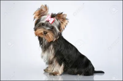 Quelle est cette race de chien ?