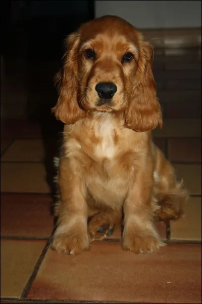 Quelle est cette race de chien ?