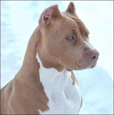 Quelle est cette race de chien ?