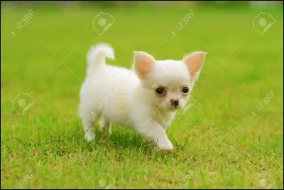 Quelle est cette race de chien ?