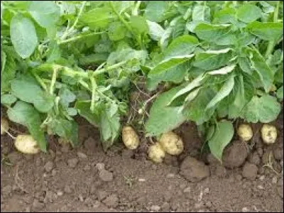 Quel aliment avait une variété appelée "champion" ?