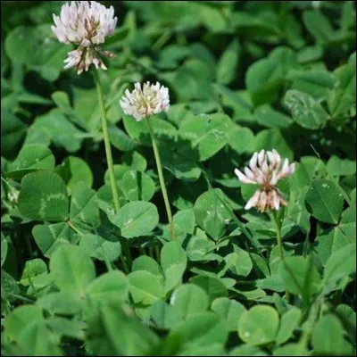Quel est l'autre nom du trèfle blanc ?